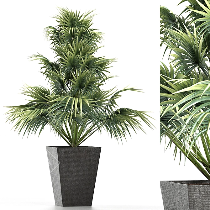 Exotic Plants Collection: Sabal Minor, Rhapidophyllum Hystrix & More 3D model image 1