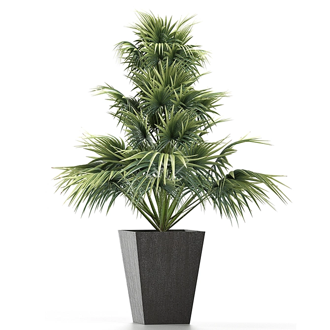 Exotic Plants Collection: Sabal Minor, Rhapidophyllum Hystrix & More 3D model image 2