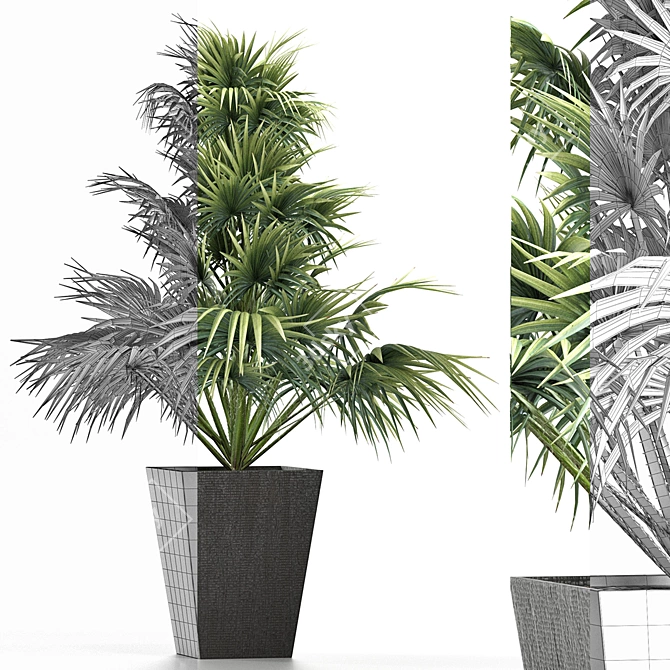 Exotic Plants Collection: Sabal Minor, Rhapidophyllum Hystrix & More 3D model image 3