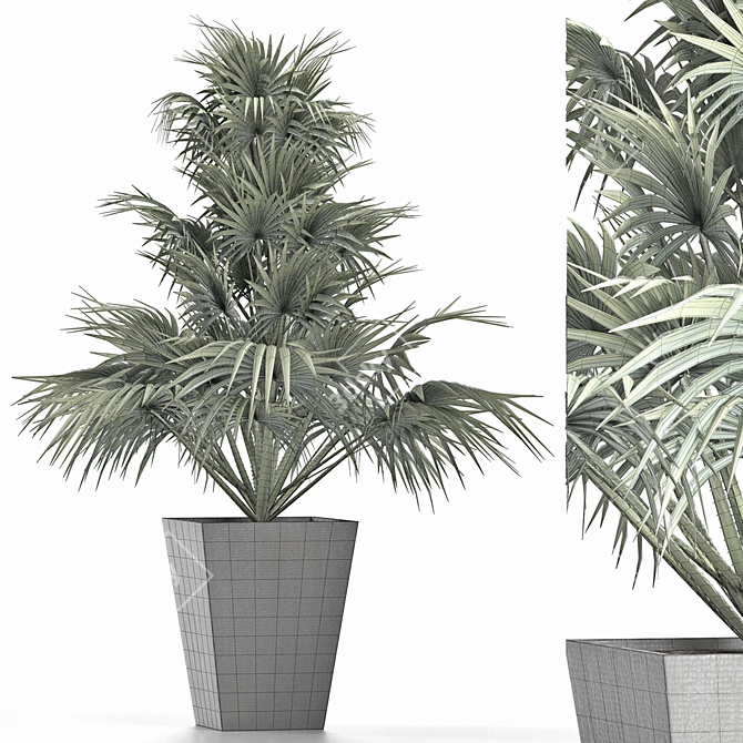 Exotic Plants Collection: Sabal Minor, Rhapidophyllum Hystrix & More 3D model image 4