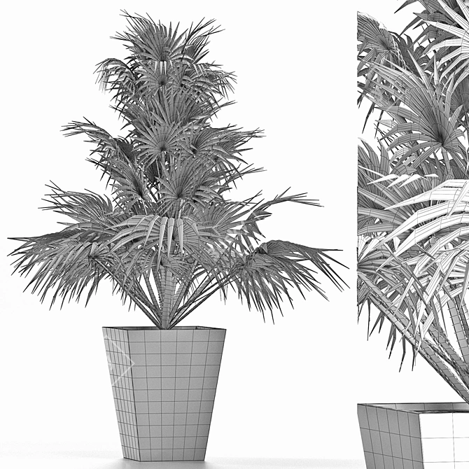 Exotic Plants Collection: Sabal Minor, Rhapidophyllum Hystrix & More 3D model image 5