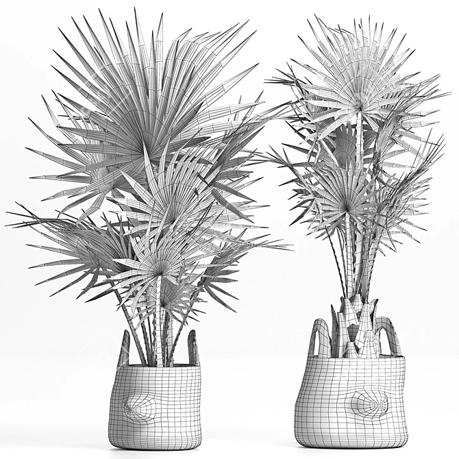 Tropical Palm Plant Collection 3D model image 4