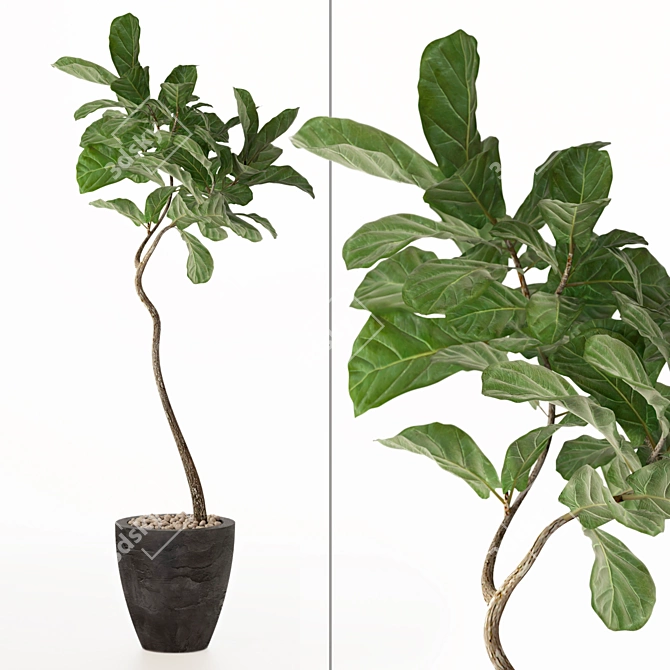 Tall Fiddle Leaf Fig Tree 3D model image 4