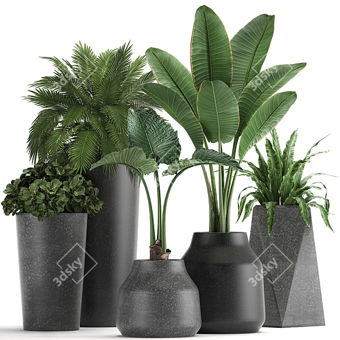 Exotic Plant Collection | Banana Palm, Ravenala, Strelitzia | Black Pots 3D model image 1