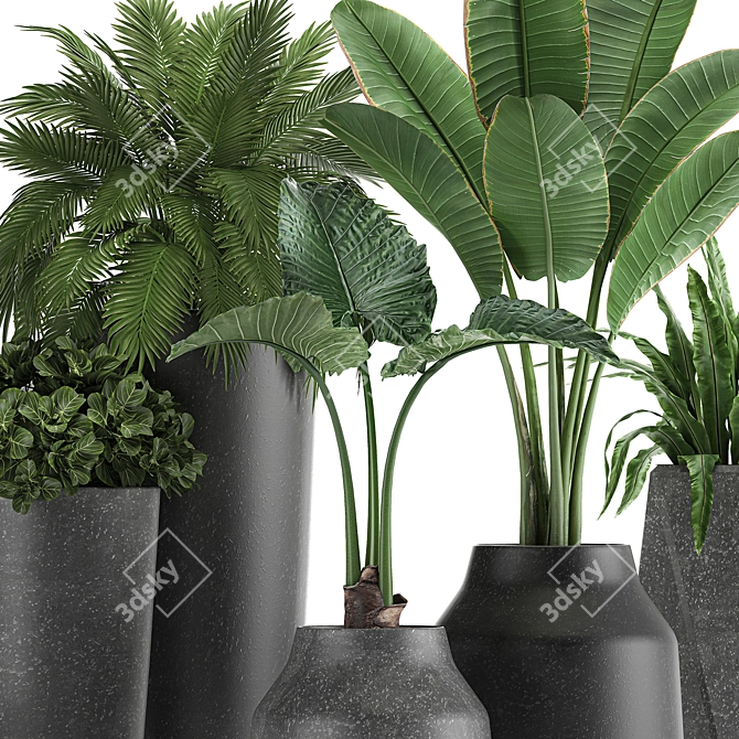 Exotic Plant Collection | Banana Palm, Ravenala, Strelitzia | Black Pots 3D model image 4