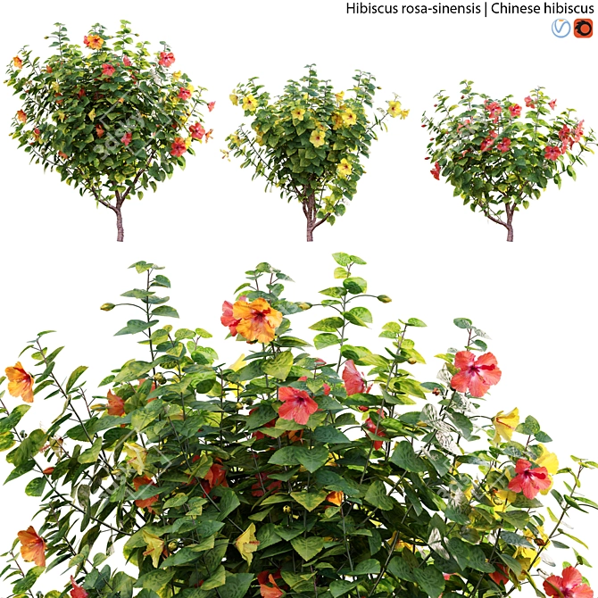 Archive Set: Chinese Hibiscus 3D Models 3D model image 1