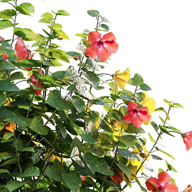 Archive Set: Chinese Hibiscus 3D Models 3D model image 2