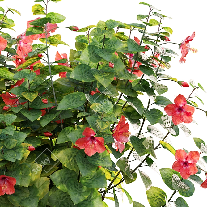 Archive Set: Chinese Hibiscus 3D Models 3D model image 3