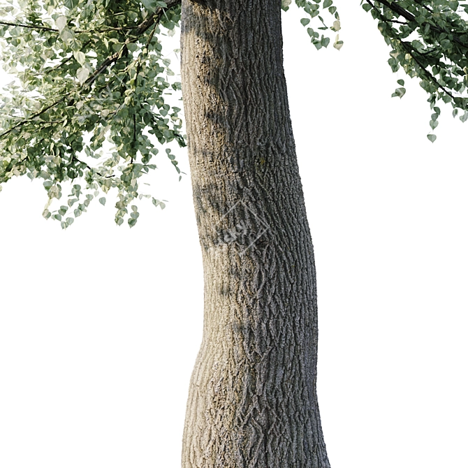 Poplar 21m: Versatile, Sturdy, Efficient 3D model image 2