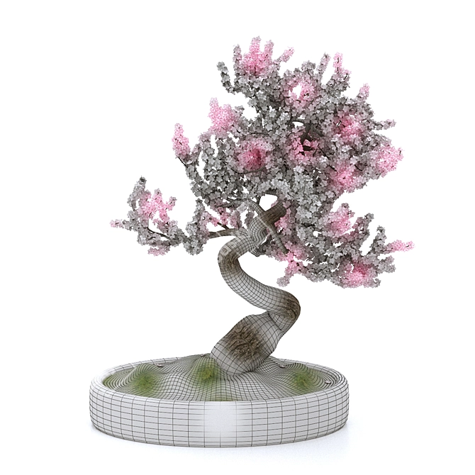 Sakura Bonsai Tree: 3D Model 3D model image 3