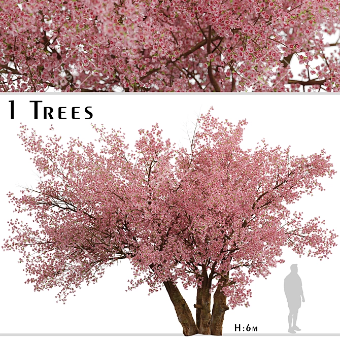 Sakura Tree: Exquisite Japanese Blossoms 3D model image 2