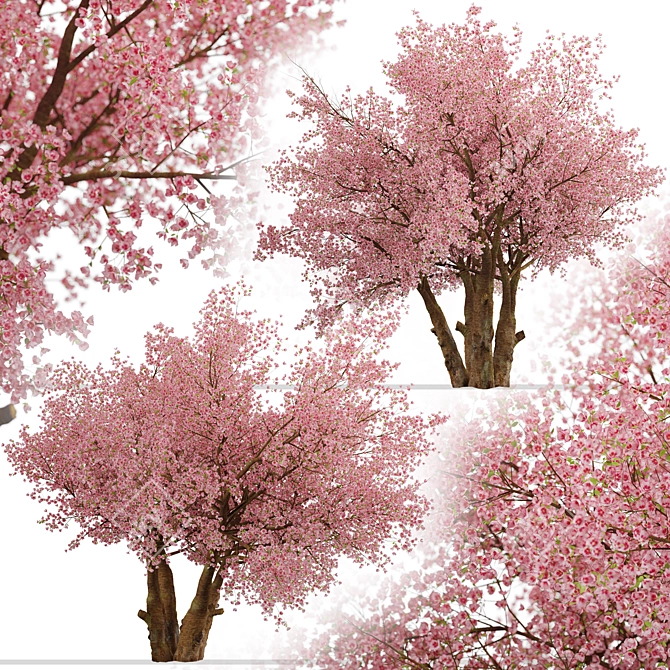 Sakura Tree: Exquisite Japanese Blossoms 3D model image 4