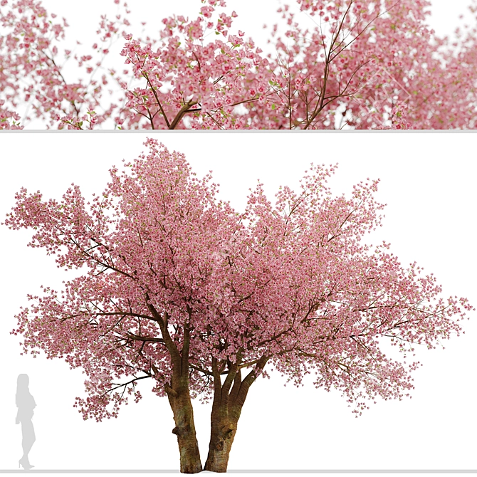 Sakura Tree: Exquisite Japanese Blossoms 3D model image 5