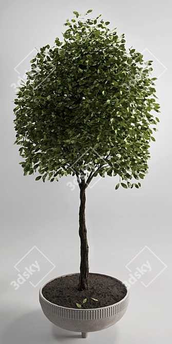 Elegant Indoor Plant 12 - 3D Model 3D model image 4