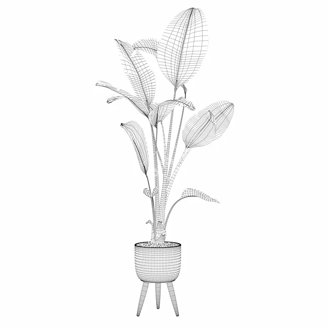 Tropical Beauty: Strelitzia Collection 3D model image 2