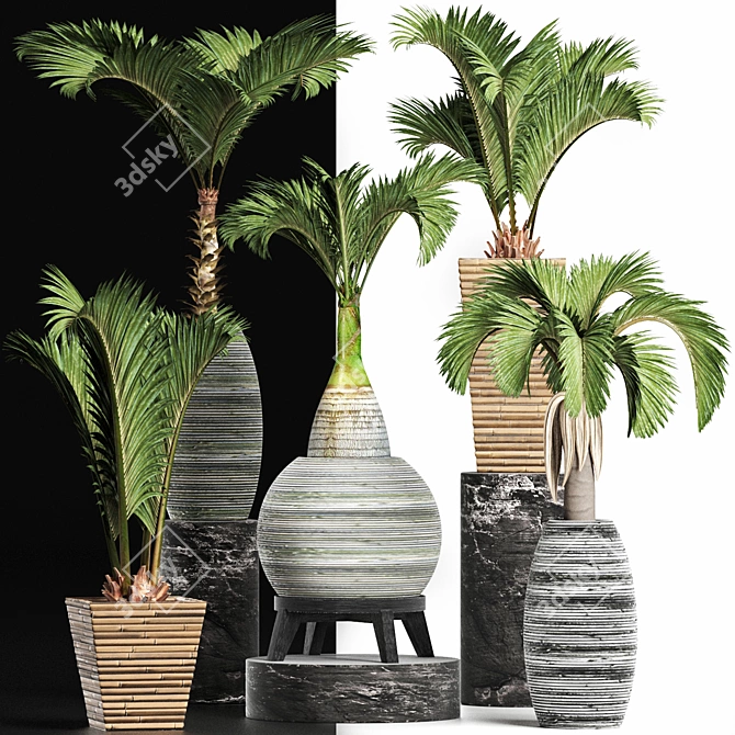 Tropical Palms Plant Collection 3D model image 4