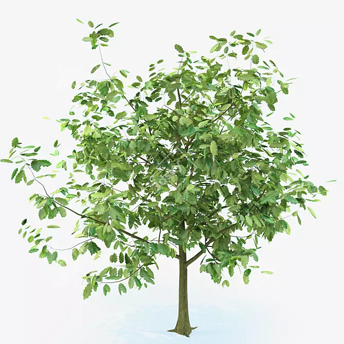 Youthful Oak: 3D Model with High Polygon Count 3D model image 1