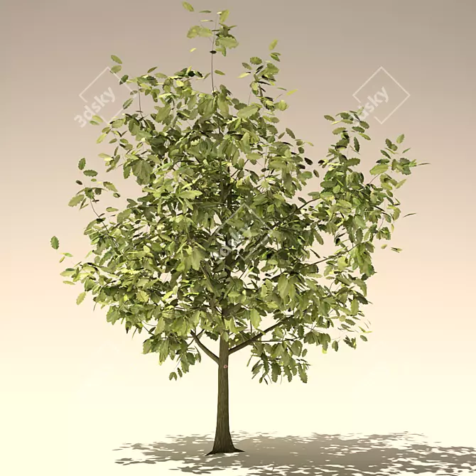 Youthful Oak: 3D Model with High Polygon Count 3D model image 2