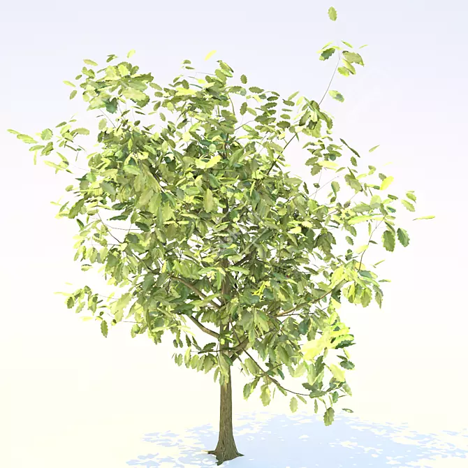 Youthful Oak: 3D Model with High Polygon Count 3D model image 3