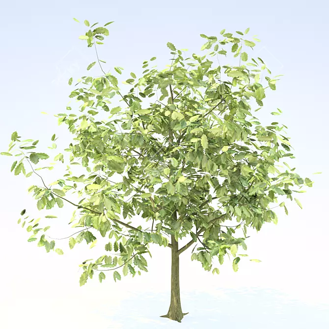 Youthful Oak: 3D Model with High Polygon Count 3D model image 4