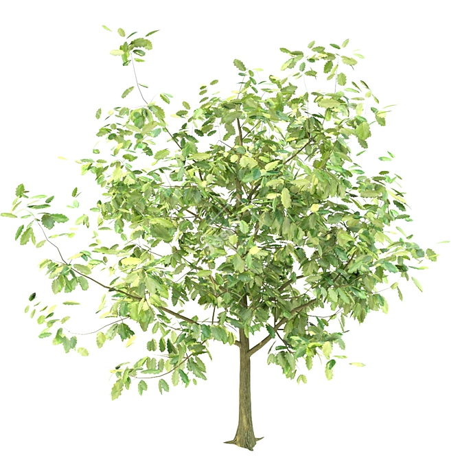 Youthful Oak: 3D Model with High Polygon Count 3D model image 6