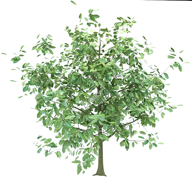 Youthful Oak: 3D Model with High Polygon Count 3D model image 7