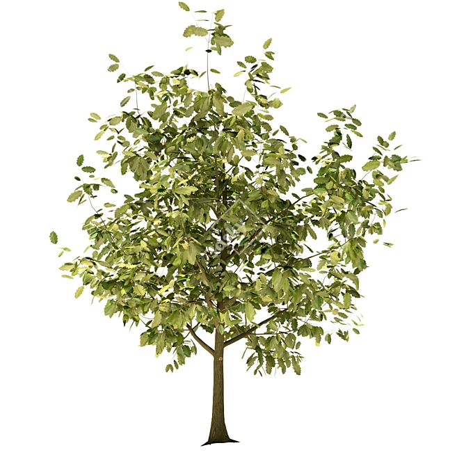 Youthful Oak: 3D Model with High Polygon Count 3D model image 8