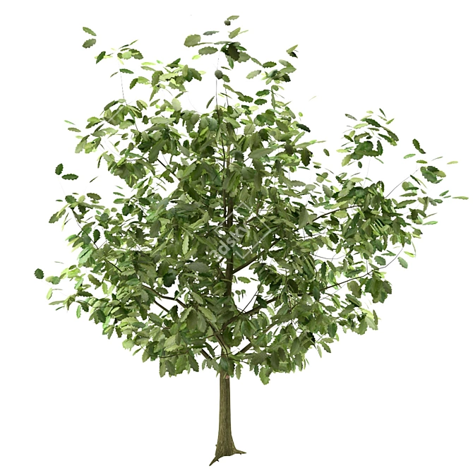 Youthful Oak: 3D Model with High Polygon Count 3D model image 9