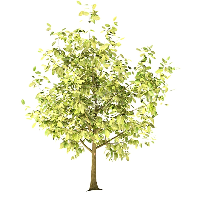 Youthful Oak: 3D Model with High Polygon Count 3D model image 11