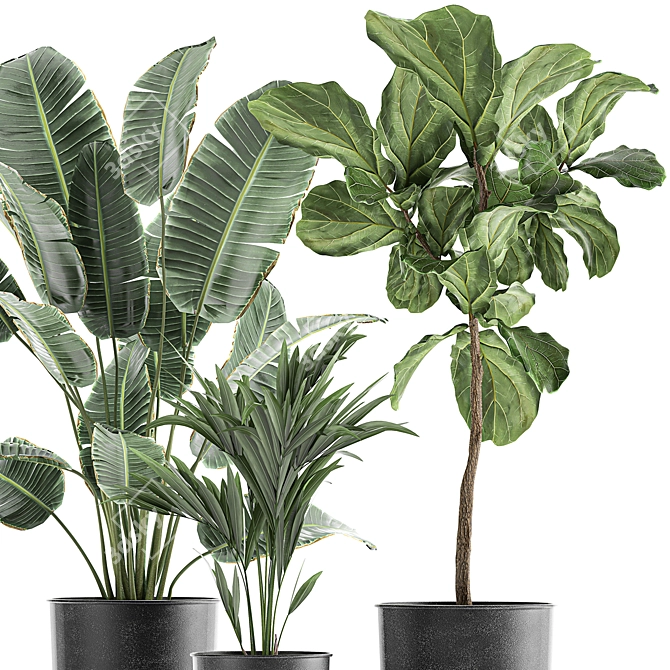 Tropical Plant Collection: Exotic Banana Palm, Ravenala, Strelitzia in Grey Vases 3D model image 4