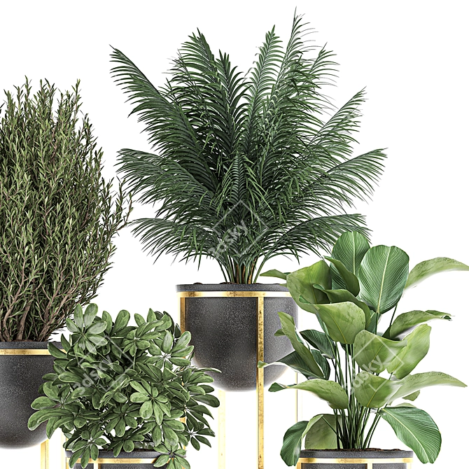 Tropical Plant Collection in Black Pots 3D model image 3