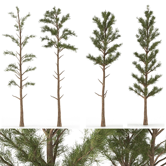 Pine Tree 03: Detailed Miniature 3D model image 1