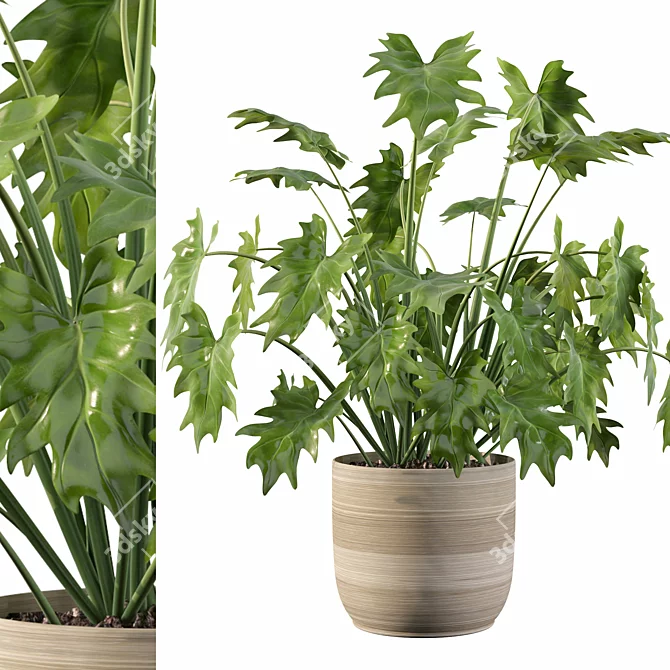 Tropical Paradise: Philodendron Xanadu 3D Plant 3D model image 1