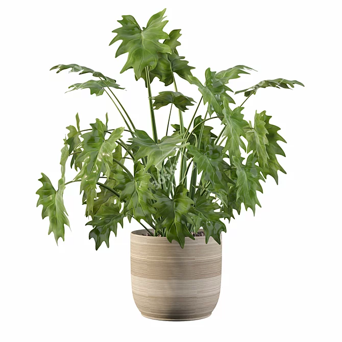 Tropical Paradise: Philodendron Xanadu 3D Plant 3D model image 3