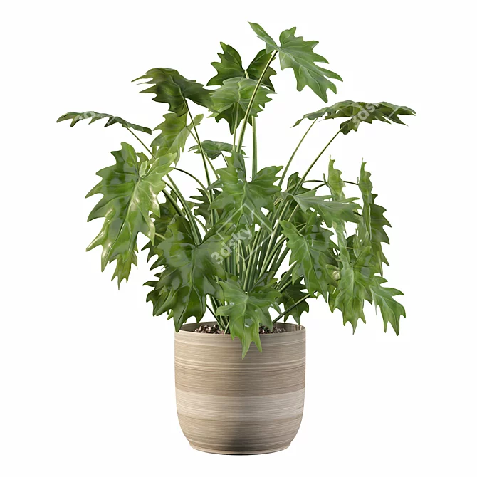 Tropical Paradise: Philodendron Xanadu 3D Plant 3D model image 4