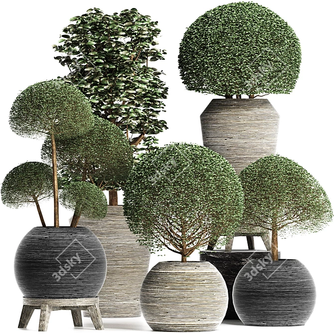 Exotic Houseplants Collection 3D model image 1