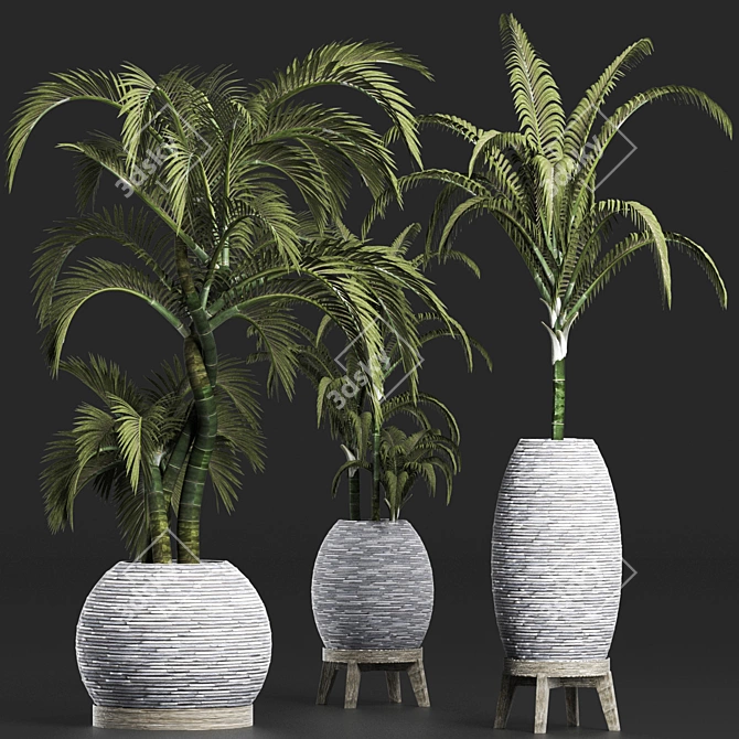 Tropical Palm Plants Collection 3D model image 2