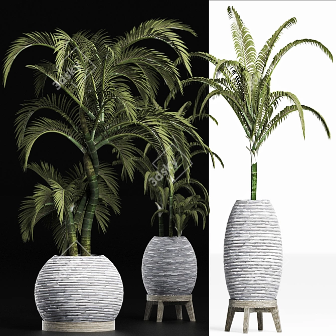 Tropical Palm Plants Collection 3D model image 3