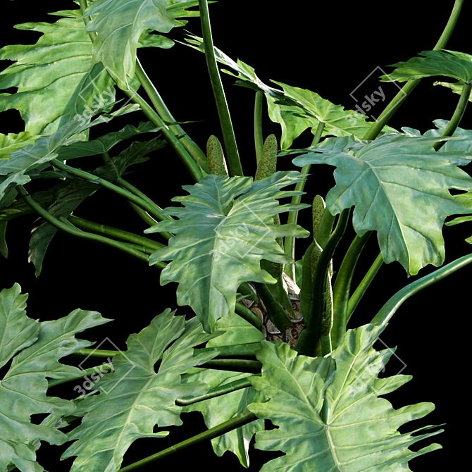 Lush Philodendron Plant 3D Model 3D model image 3