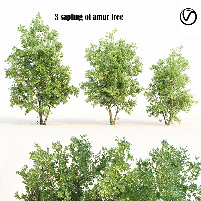 Amur Cluster Tree Bundle 3D model image 1