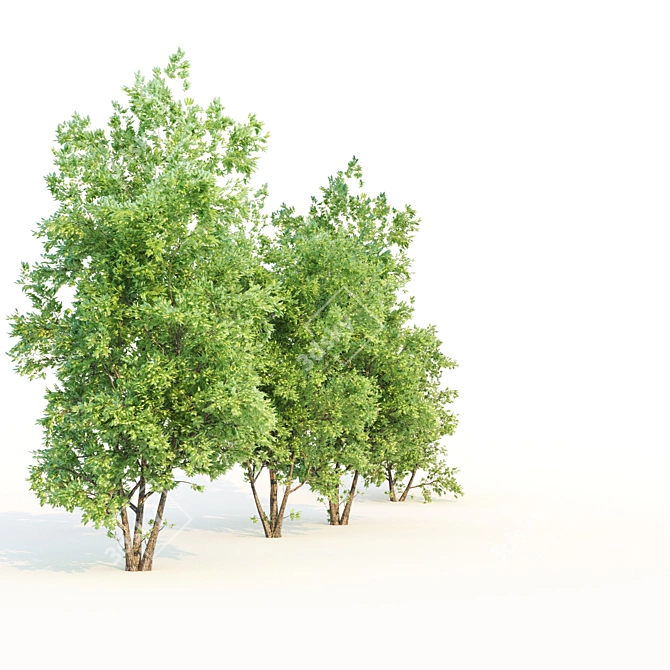 Amur Cluster Tree Bundle 3D model image 2