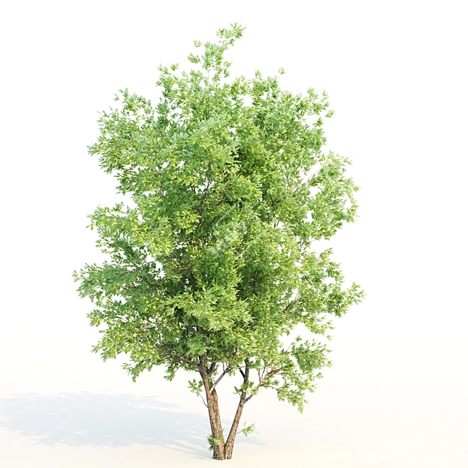 Amur Cluster Tree Bundle 3D model image 5