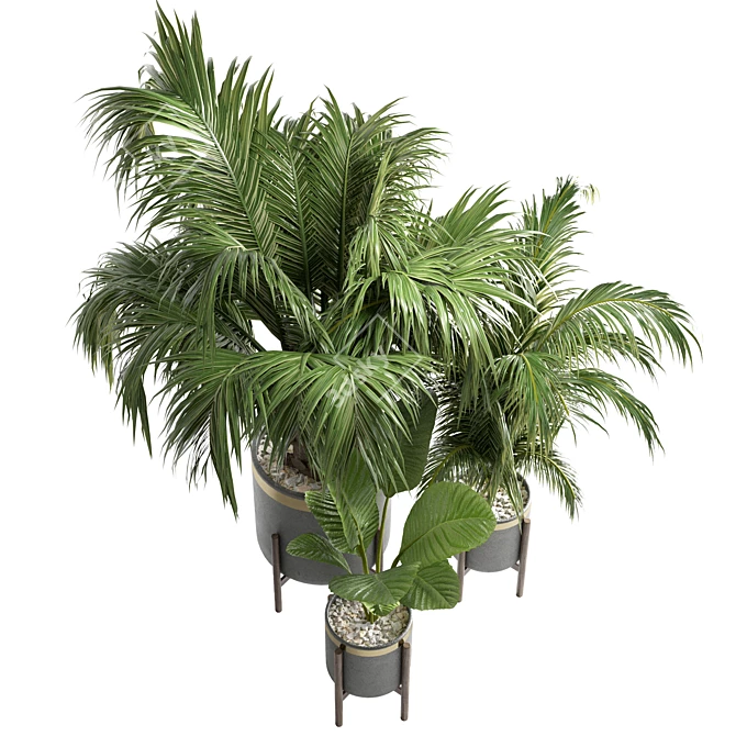 Tropical Green Indoor Plant 3D model image 3