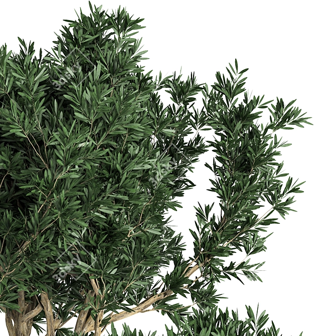 Exquisite Outdoor Plant Tree 3D model image 3