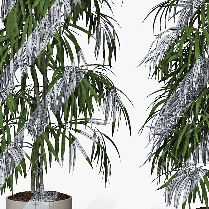 Tall Ficus Alii Duo in Planters 3D model image 5