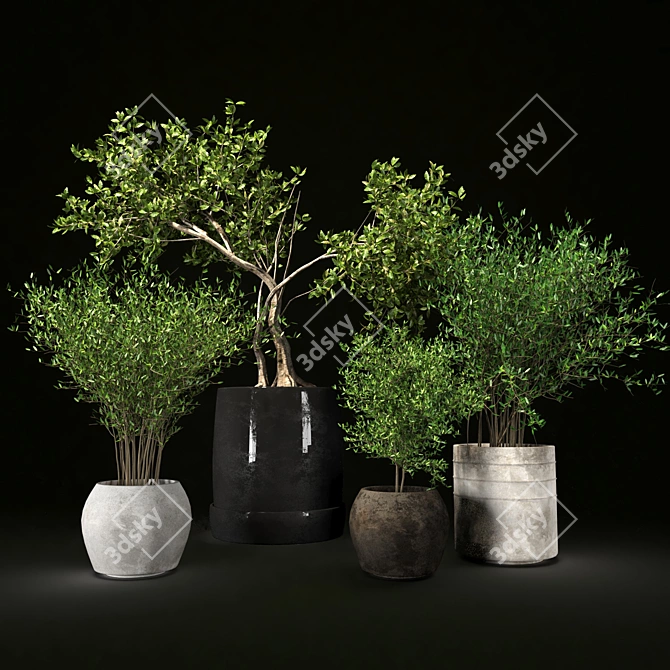 Decorative Indoor Plant Collection 3D model image 2
