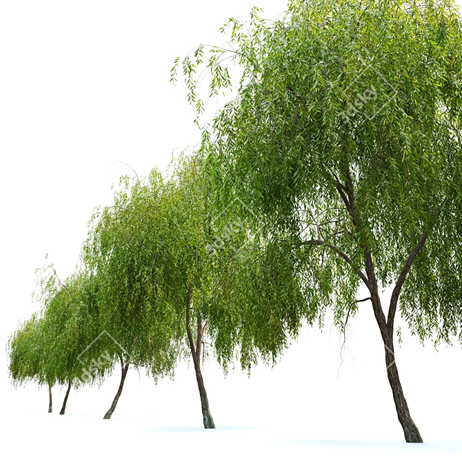 Graceful Weeping Willow Tree 3D model image 3