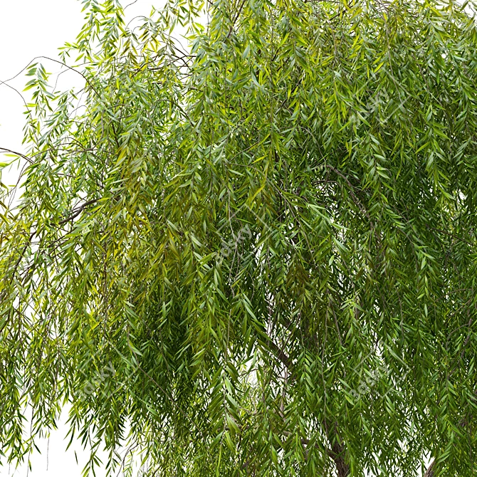 Graceful Weeping Willow Tree 3D model image 4