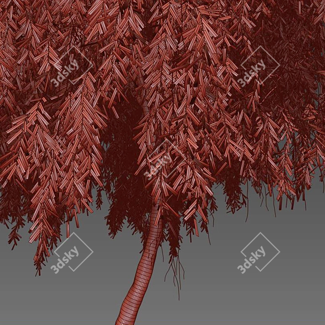 Graceful Weeping Willow Tree 3D model image 5