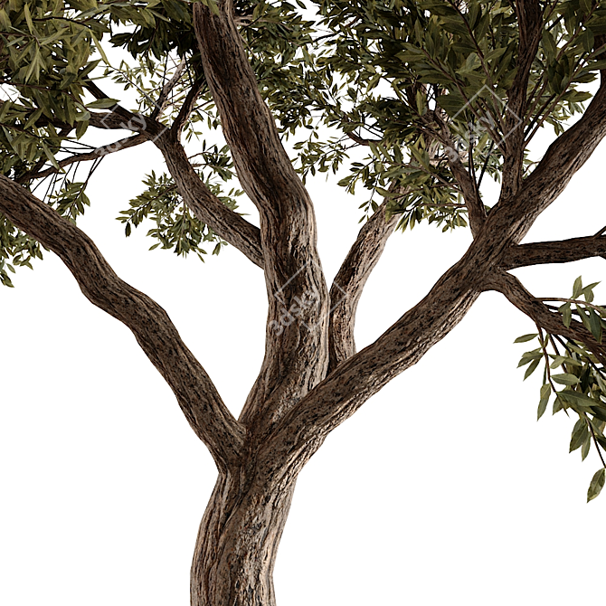 Giant Tree 3D Model: High-quality, Versatile Design 3D model image 2